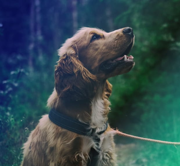 Intel IoT App, an enterprise IoT mobile app and data gathering solution