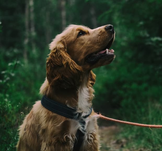 A brown dog on a leash in the forest