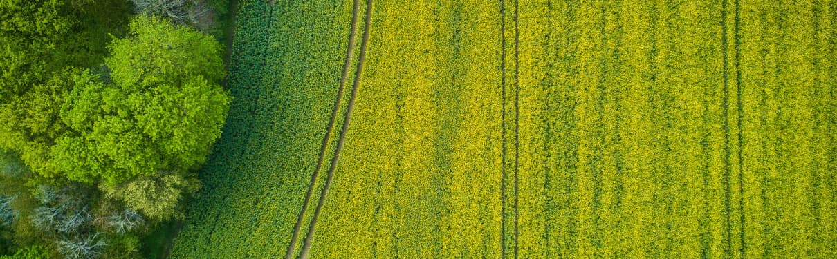 A panoramic view of a green meadow