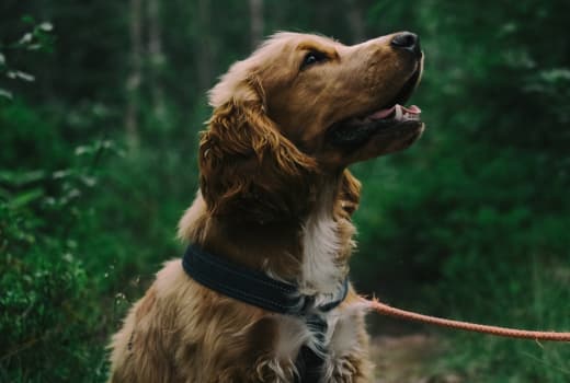 A brown dog on a leash sitting on a forest path