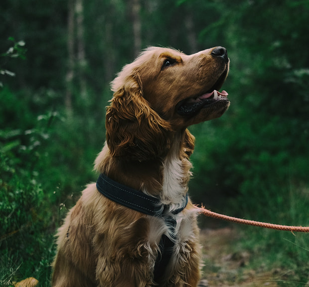 The illustration of Enterprise IoT mobile app and data gathering solution project